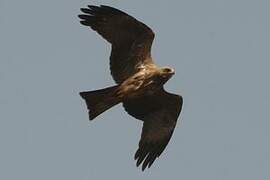 Yellow-billed Kite