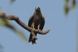 Yellow-billed Kite