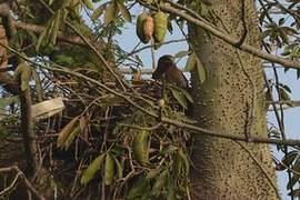 Yellow-billed Kite