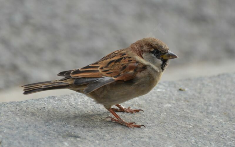 Moineau domestiqueadulte