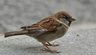 Moineau domestique