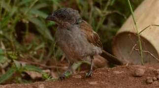 Moineau gris