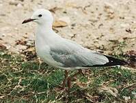 Mouette de Buller