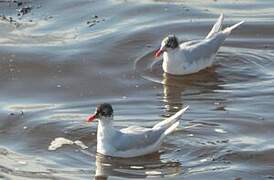 Mediterranean Gull