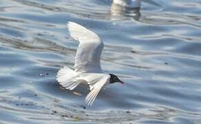 Mouette mélanocéphale