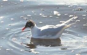 Mouette mélanocéphale