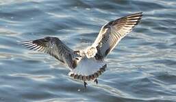 Mouette mélanocéphale