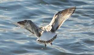 Mouette mélanocéphale