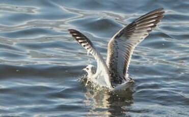 Mouette mélanocéphale