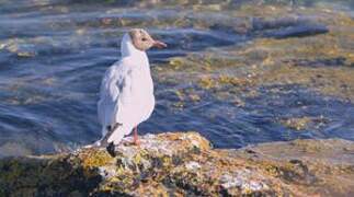 Black-headed Gull