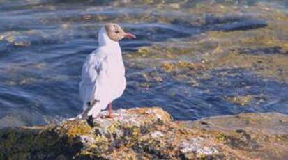 Mouette rieuse