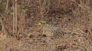 Spotted Thick-knee