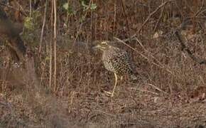 Spotted Thick-knee