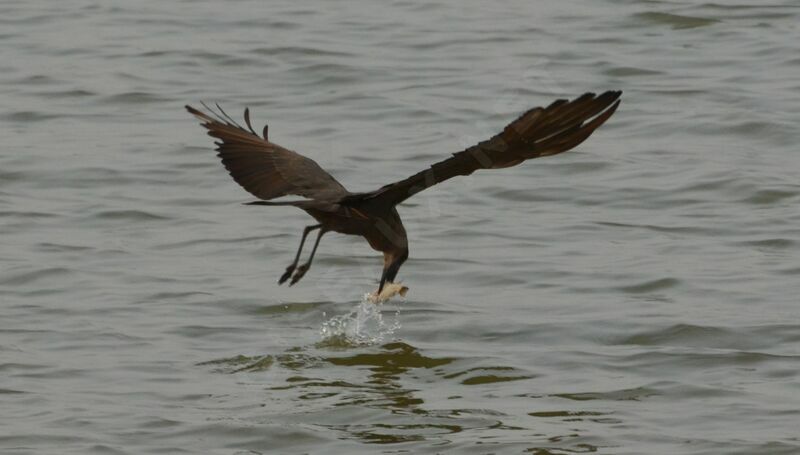 Ombrette africaineadulte, pêche/chasse