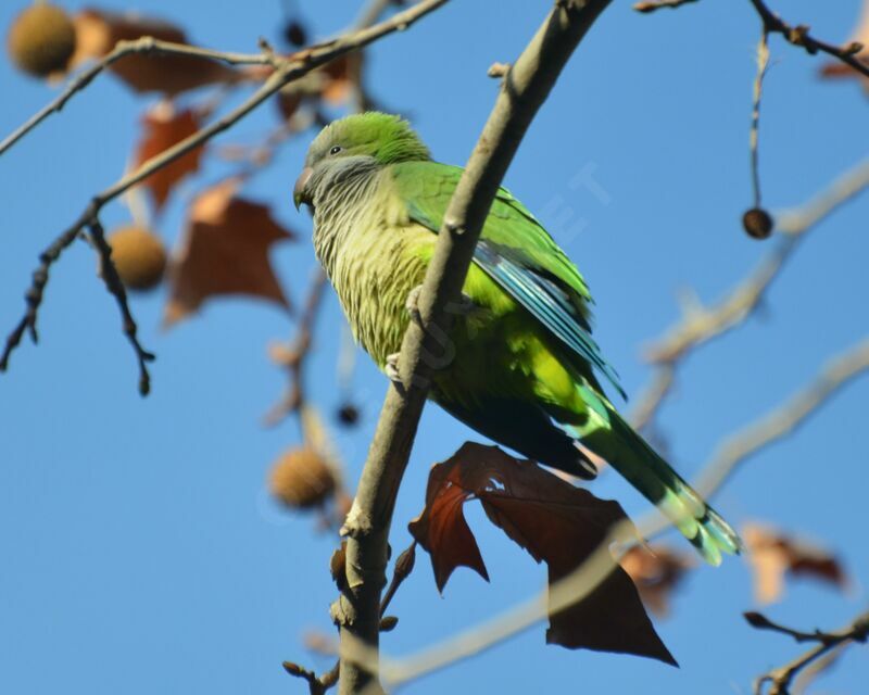 Monk Parakeetadult