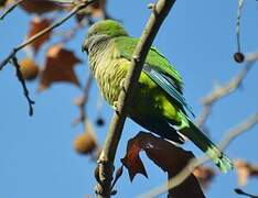 Monk Parakeet