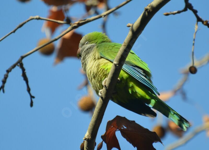 Monk Parakeetadult