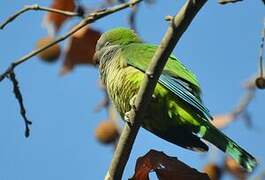 Monk Parakeet