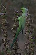 Rose-ringed Parakeet