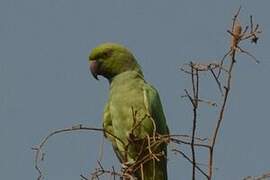 Rose-ringed Parakeet