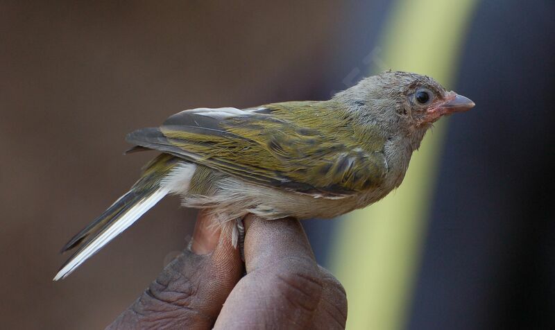 Lesser Honeyguideimmature, identification