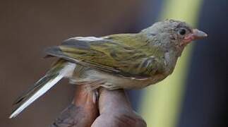 Lesser Honeyguide