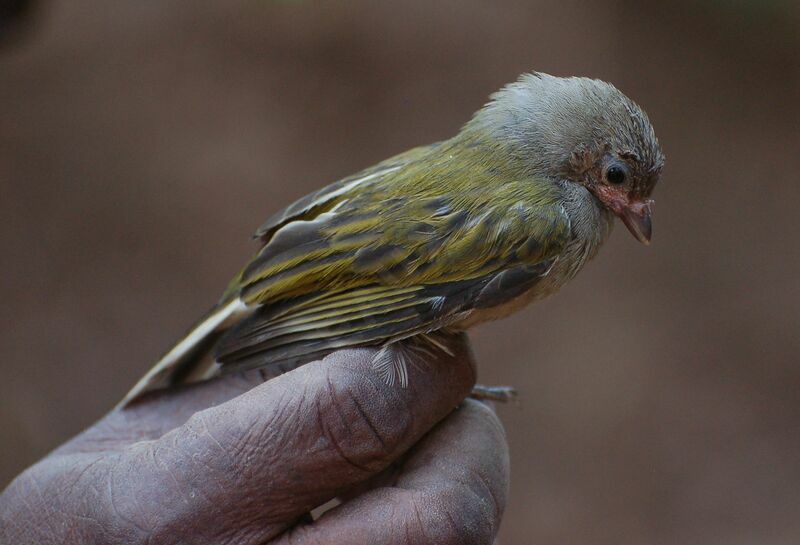 Lesser Honeyguideimmature, identification