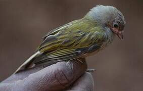 Lesser Honeyguide