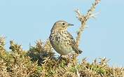 Pipit farlouse