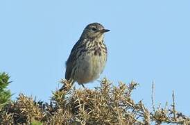 Meadow Pipit