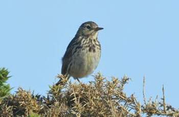 Pipit farlouse