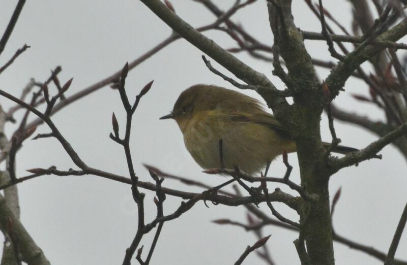 Common Chiffchaffadult