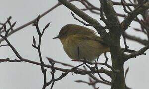 Common Chiffchaff