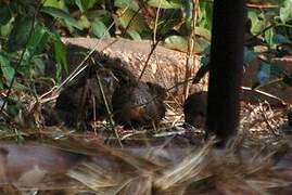 Stone Partridge