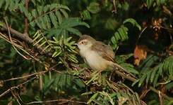 Prinia modeste