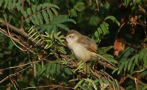 Tawny-flanked Prinia