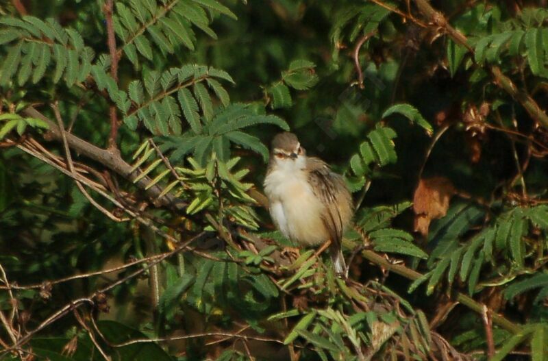 Prinia modesteadulte