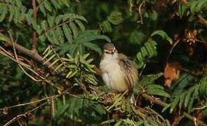 Prinia modeste