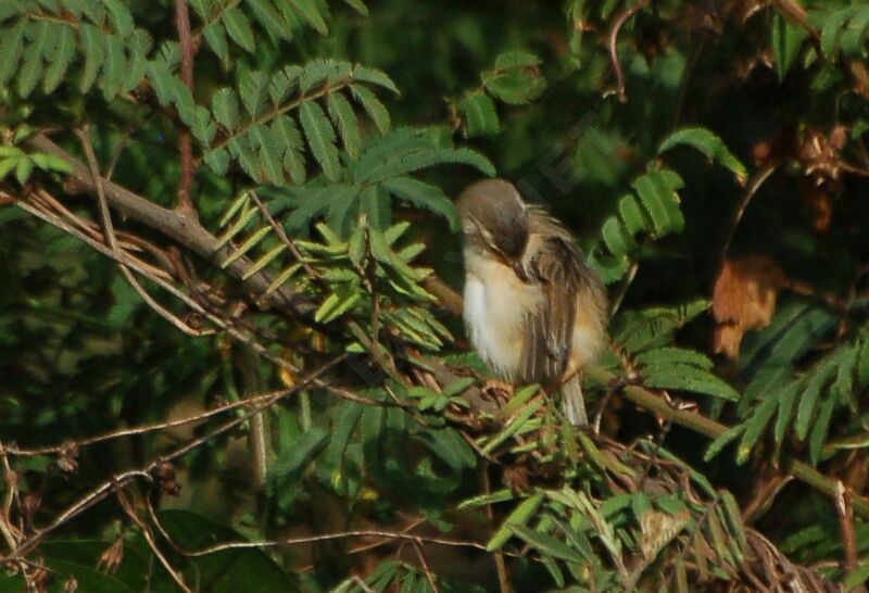 Prinia modeste