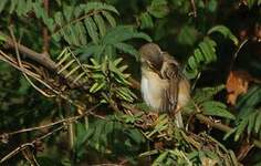 Prinia modeste