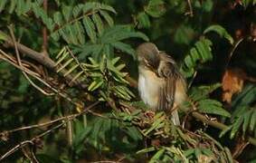 Tawny-flanked Prinia