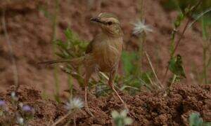 Tawny-flanked Prinia