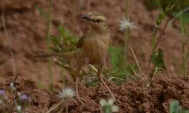 Prinia modeste