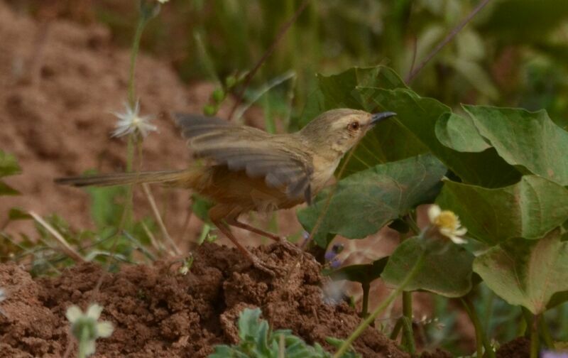 Prinia modestesubadulte