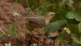 Prinia modeste