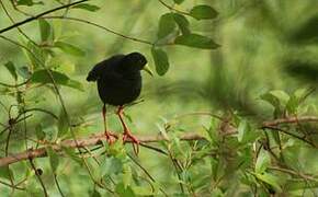 Black Crake