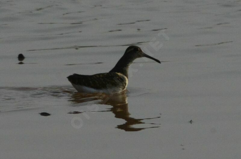 Greater Painted-snipeadult