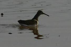 Greater Painted-snipe