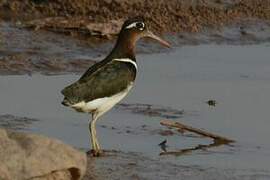 Greater Painted-snipe