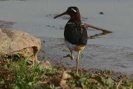 Greater Painted-snipe